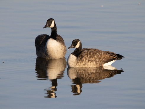 Canada Goose